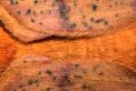 Spiny Oakworm Moth