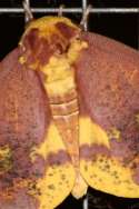Imperial Moth
