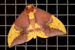 Imperial Moth