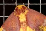 Imperial Moth