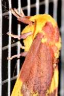 Imperial Moth