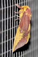 Imperial Moth