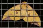 Imperial Moth