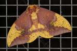 Imperial Moth