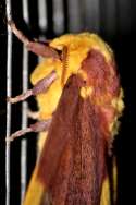 Imperial Moth