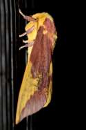Imperial Moth