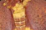 Imperial Moth