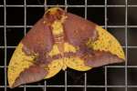 Imperial Moth