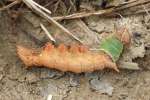 Unicorn Caterpillar Moth
