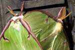 Luna Moth