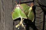 Luna Moth