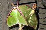 Luna Moth