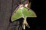 Luna Moth
