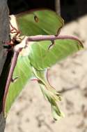 Luna Moth
