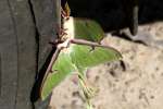 Luna Moth