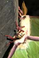 Luna Moth