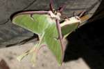 Luna Moth