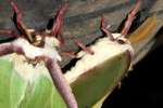 Luna Moth