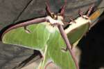 Luna Moth