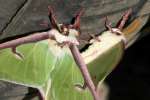 Luna Moth