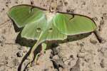 Luna Moth