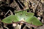 Luna Moth