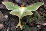 Luna Moth