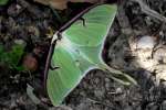 Luna Moth