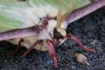 Luna Moth