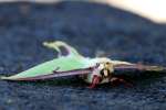 Luna Moth