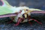 Luna Moth