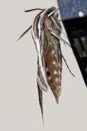 White-lined Sphinx Moth