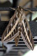 White-lined Sphinx Moth