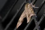 Virginia Creeper Sphinx Moth