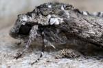 Carolina Sphinx Moth
