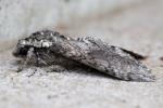 Carolina Sphinx Moth