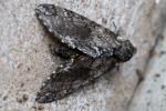 Carolina Sphinx Moth