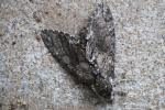 Carolina Sphinx Moth