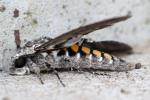 Carolina Sphinx Moth
