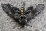 Carolina Sphinx Moth