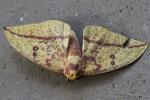 Imperial Moth