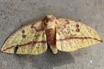 Imperial Moth