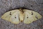 Imperial Moth