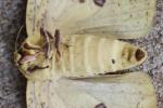 Imperial Moth
