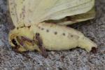 Imperial Moth