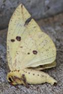 Imperial Moth