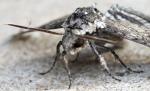 Carolina Sphinx Moth