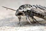Carolina Sphinx Moth