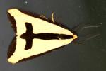 Clymene Moth