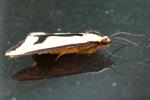 Clymene Moth